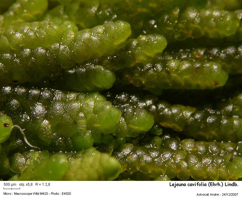 Lejeunea cavifolia (Ehrh.) Lindb. #1535