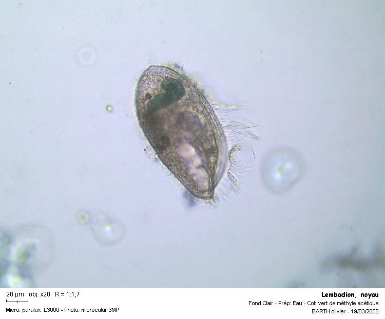 Lembadion sp #2915