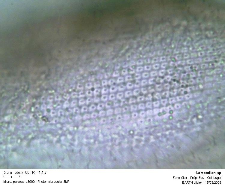 Lembadion sp #2913