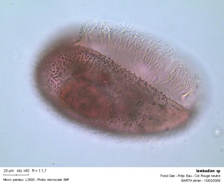 Lembadion sp #2914