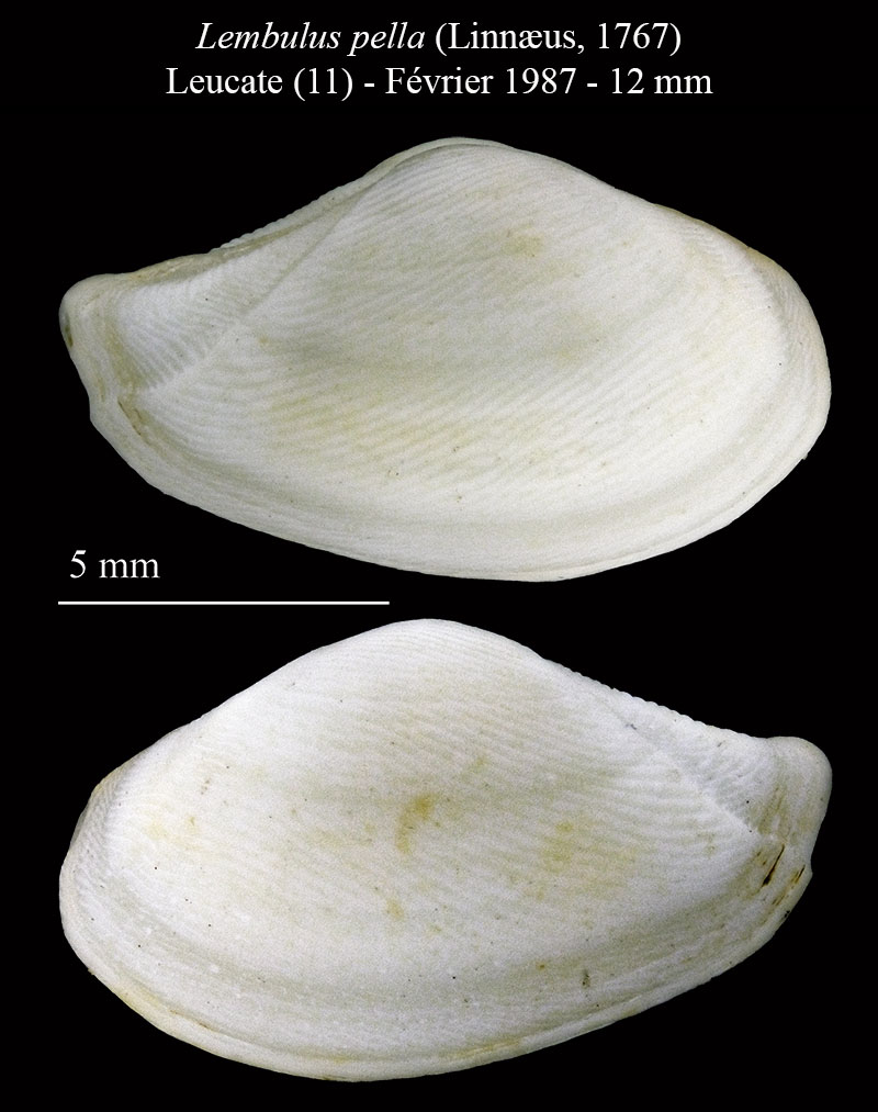 Lembulus pella #63406