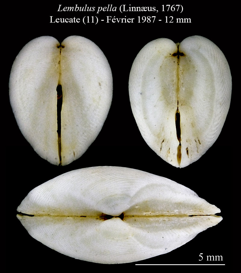 Lembulus pella #63407