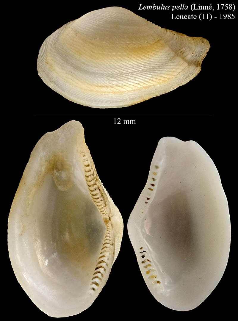 Lembulus pella #56163