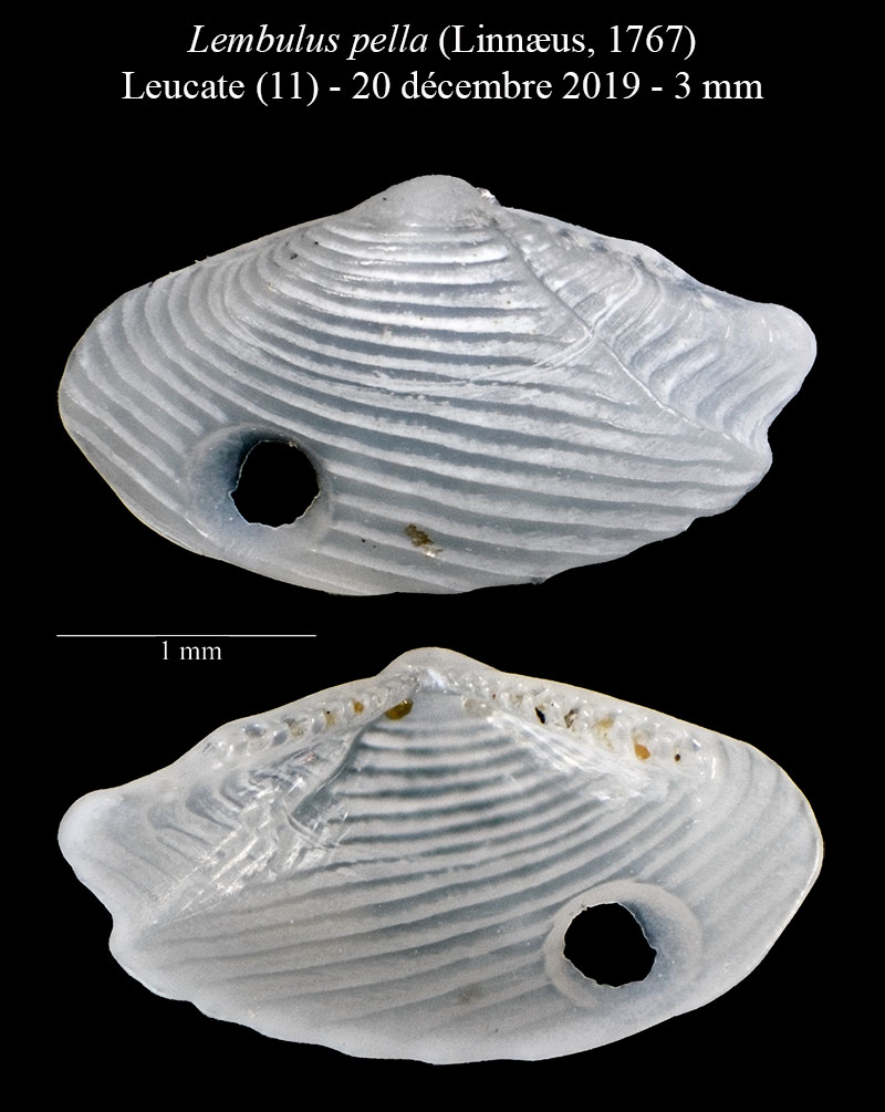 Lembulus pella #63408