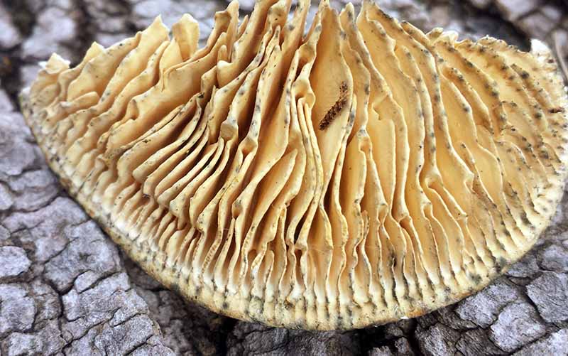 Lenzites betulina #49206