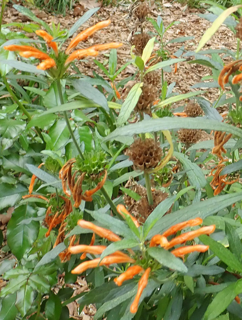 Leonotis leonurus #77048