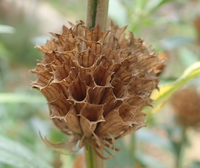 Leonotis leonurus #77050