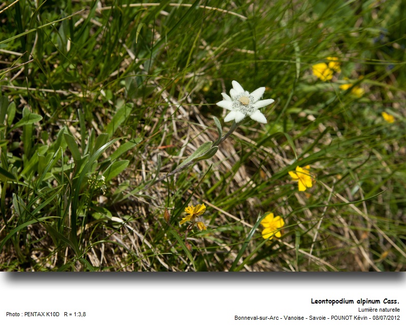 Leontopodium alpinum Cass. - Edelweiss #27662