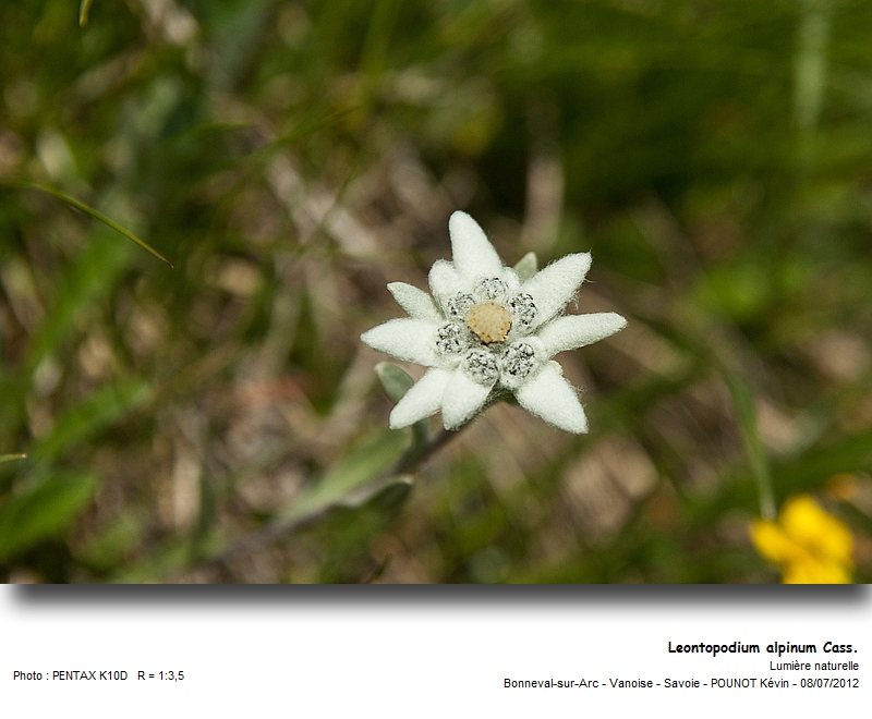 Leontopodium alpinum Cass. - Edelweiss #27663