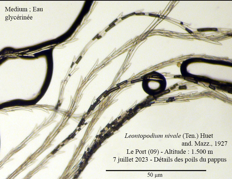 Leontopodium nivale #75212