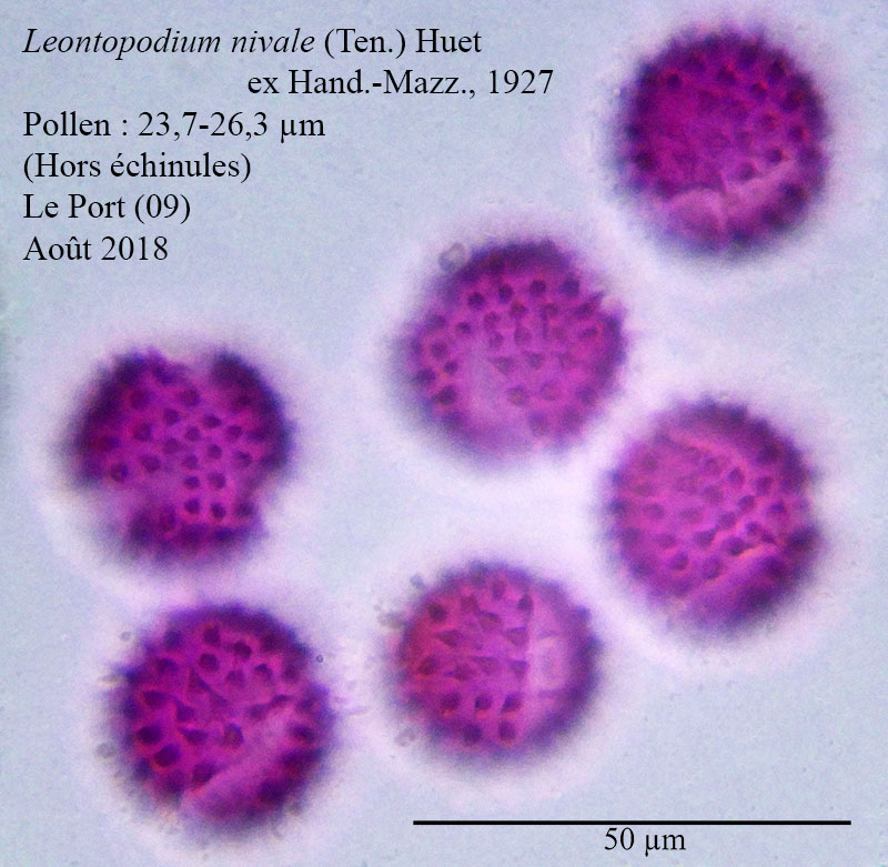 Leontopodium nivale #55909