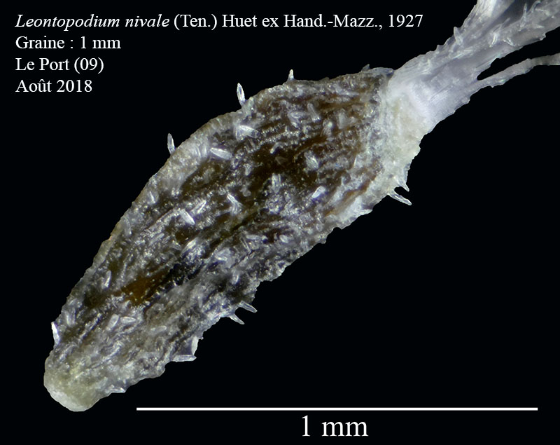 Leontopodium nivale #55912