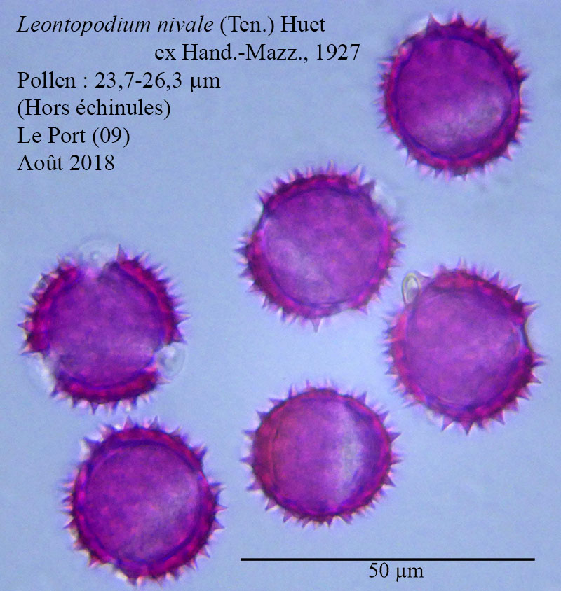 Leontopodium nivale #55908