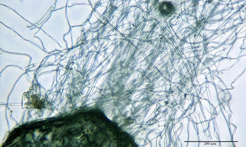 Leontopodium nivale #55903
