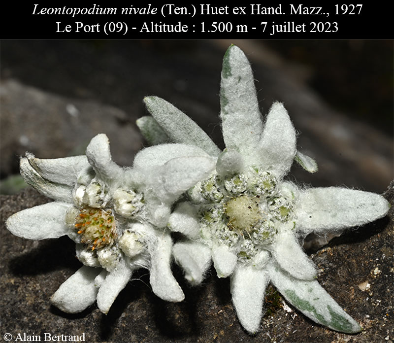 Leontopodium nivale #75215