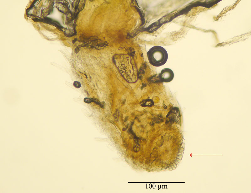 Leontopodium nivale #75213