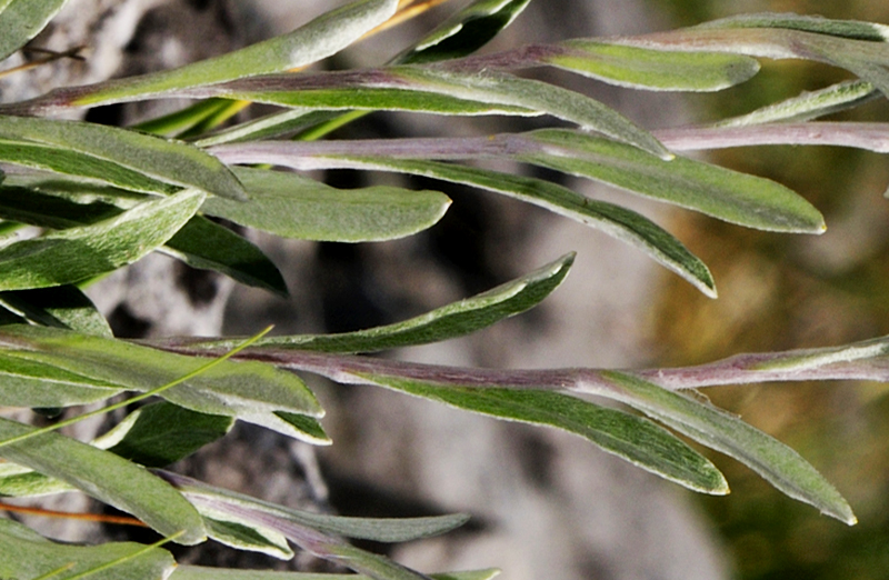 Leontopodium nivale #55902