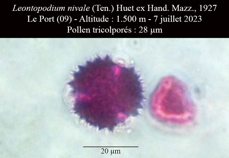 Leontopodium nivale #75210