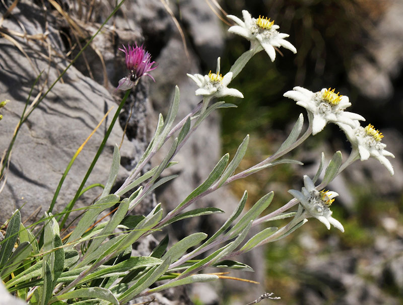 Leontopodium nivale #55901