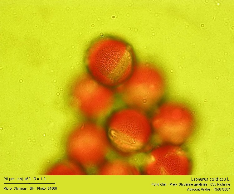 Leonurus cardiaca L. (Pollen) #1952