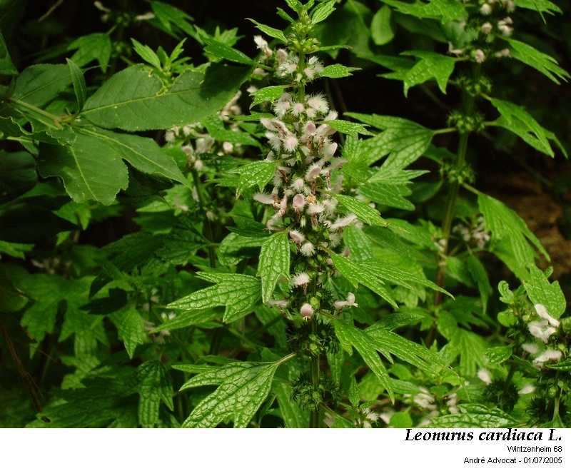 Leonurus cardiaca L. #43170