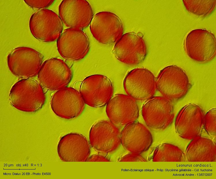 Leonurus cardiaca L. (Pollen) #1951