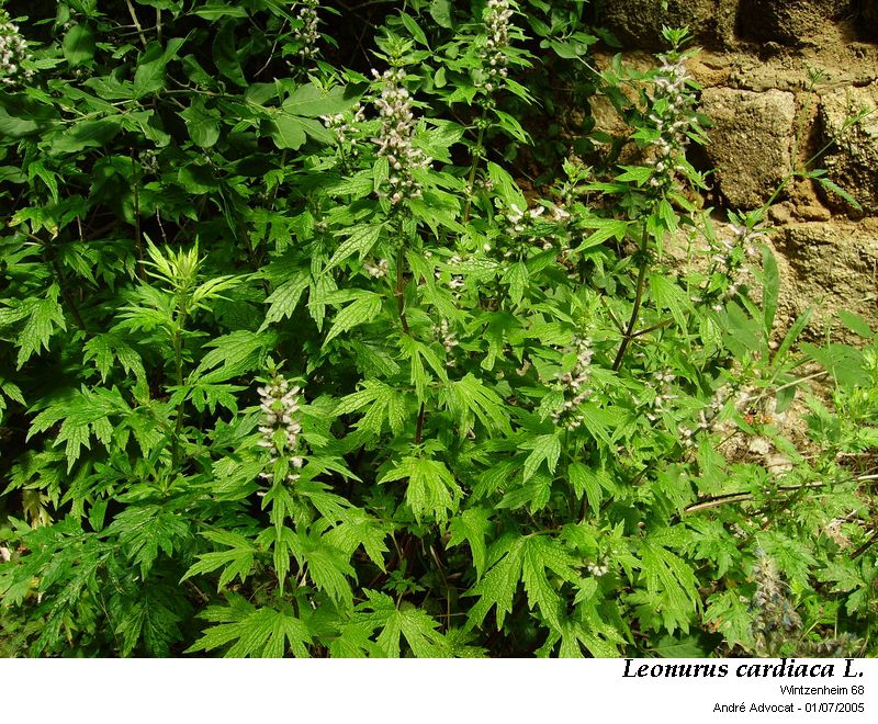Leonurus cardiaca L. #43169