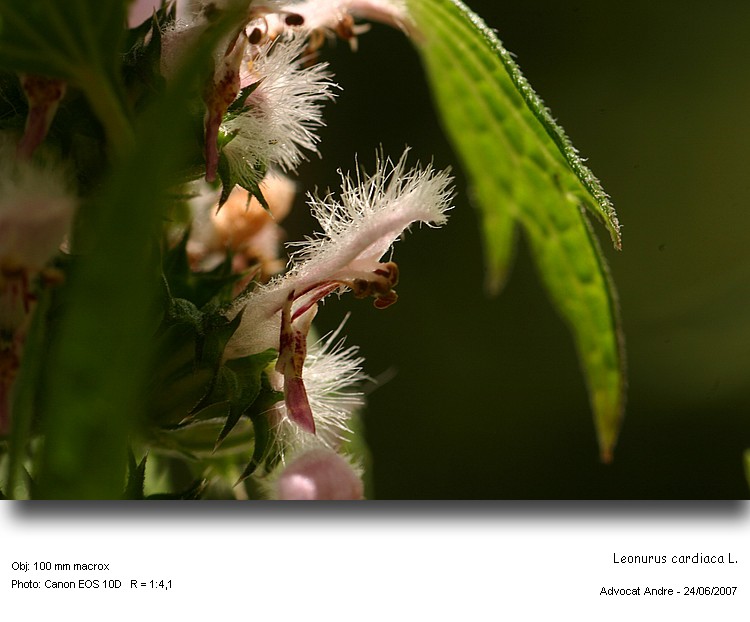 Leonurus cardiaca L. #43171