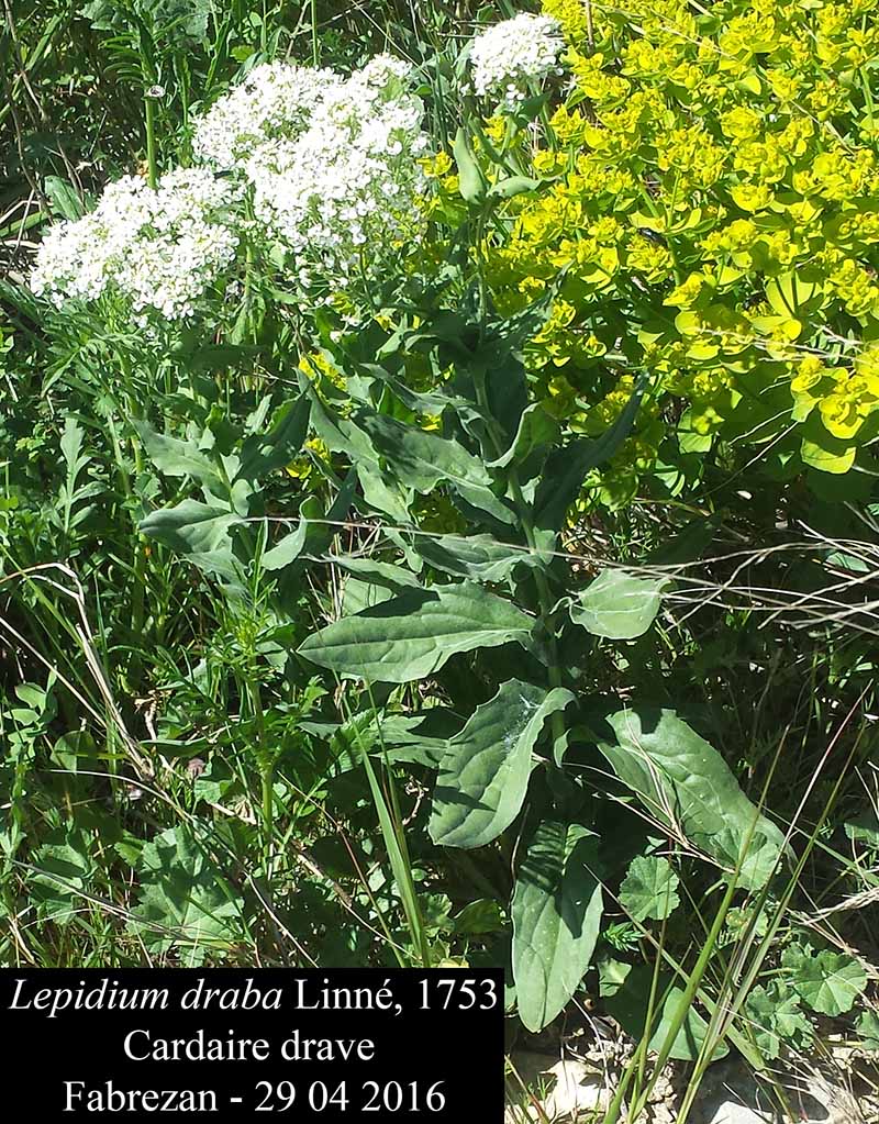 Lepidium draba Linné, 1753 #45032