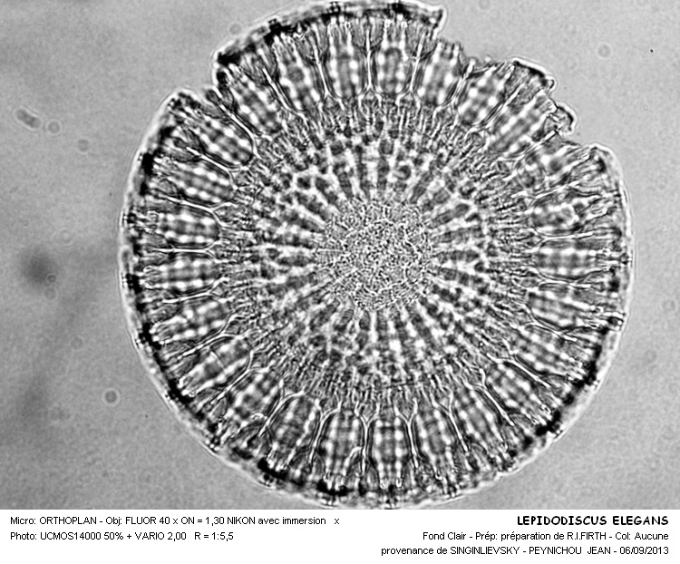 LEPIDODISCUS ELEGANS #33624