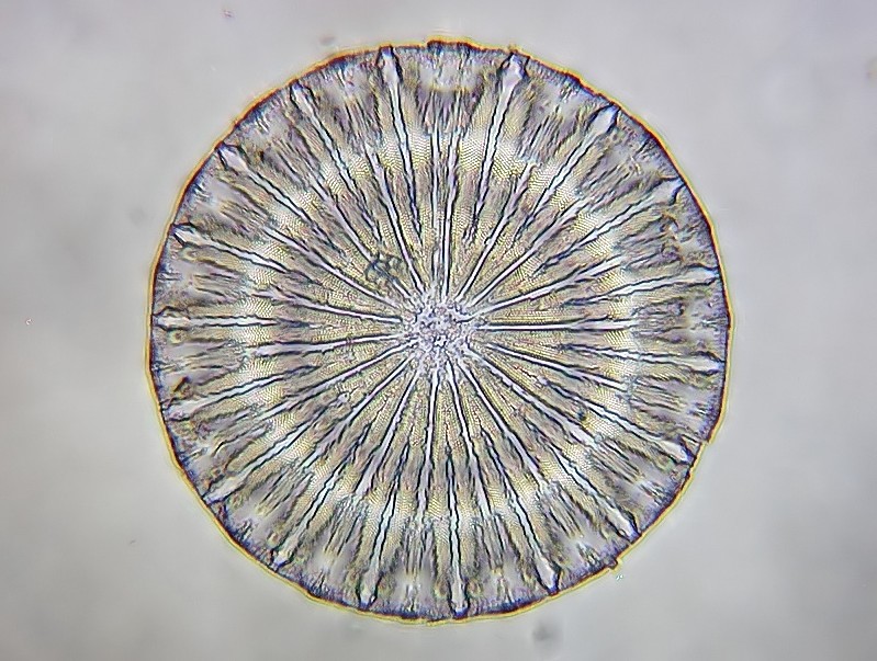 LEPIDODISCUS ELEGANS #34780