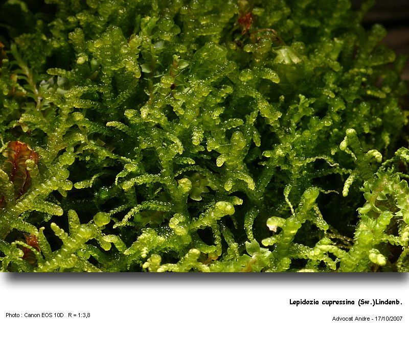 Lepidozia cupressina (Sw.) Lindenb. #686
