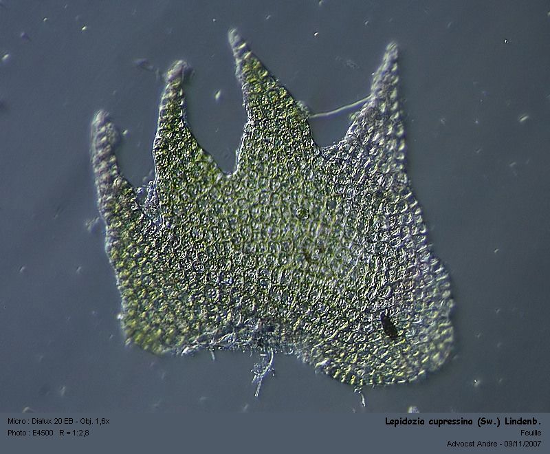 Lepidozia cupressina (Sw.) Lindenb. #691