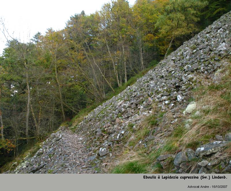 Lepidozia cupressina (Sw.) Lindenb. #689