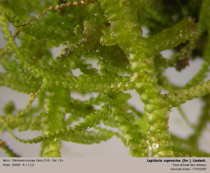 Lepidozia cupressina (Sw.) Lindenb. #687