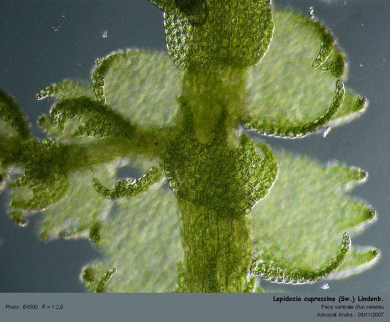 Lepidozia cupressina (Sw.) Lindenb. #690