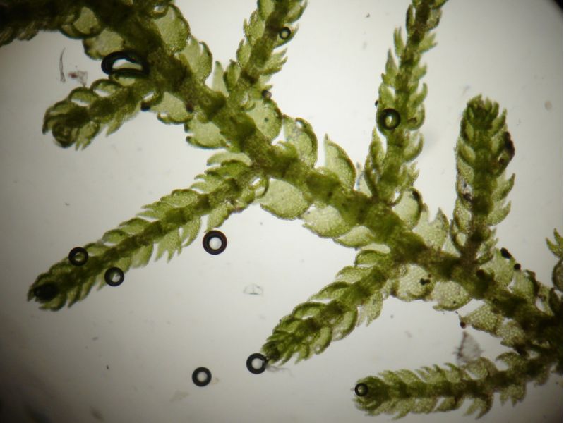 Lepidozia reptans #13391