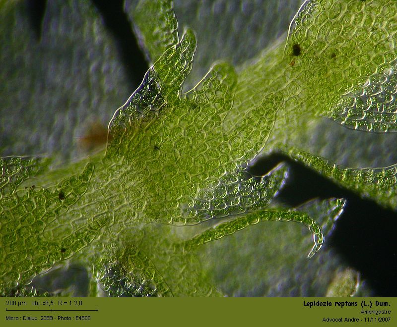 Lepidozia reptans (L.) Dum. #711