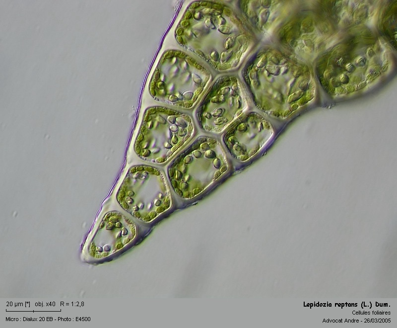 Lepidozia reptans (L.) Dum. #712