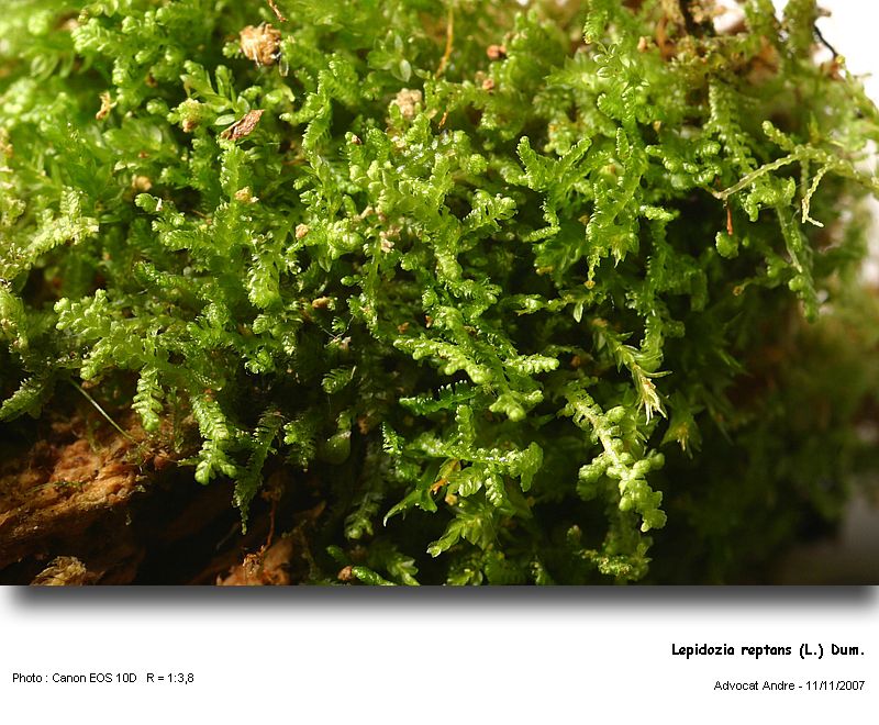 Lepidozia reptans (L.) Dum. #708
