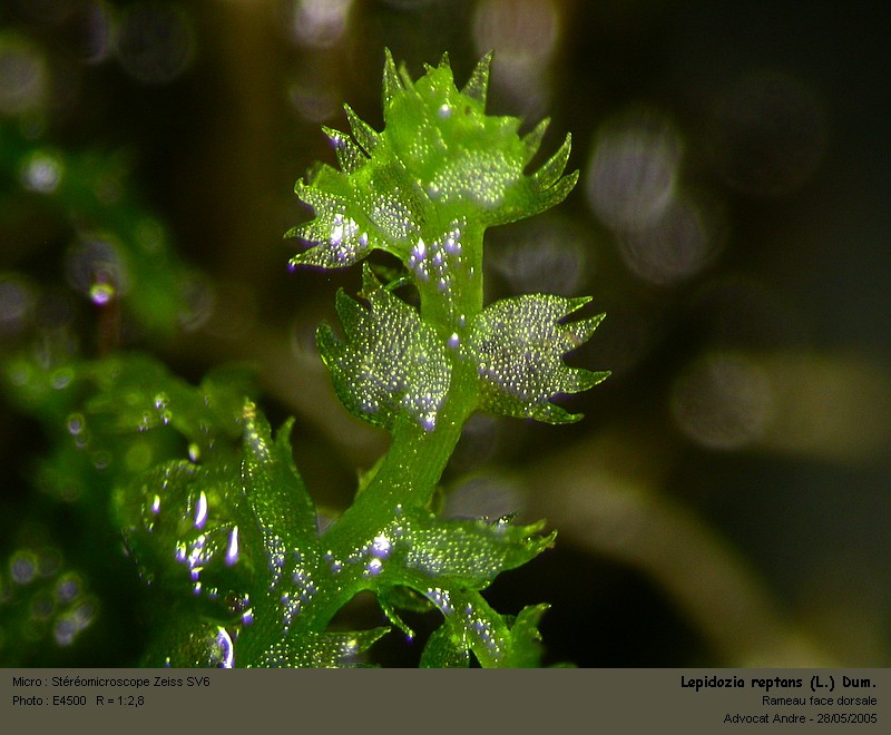 Lepidozia reptans (L.) Dum. #709