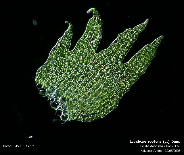 Lepidozia reptans (L.) Dum. #710