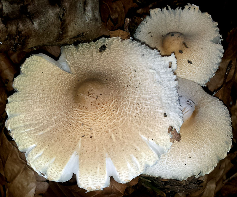 Lepiota ochraceosulfurescens #53992