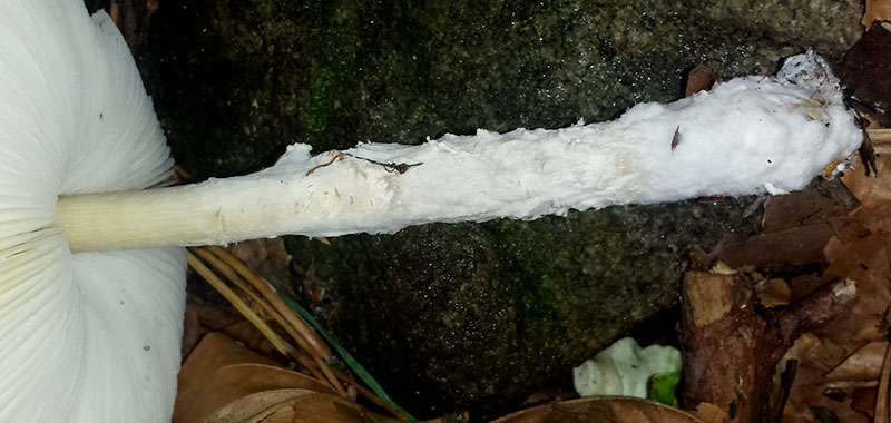 Lepiota ochraceosulfurescens #53995