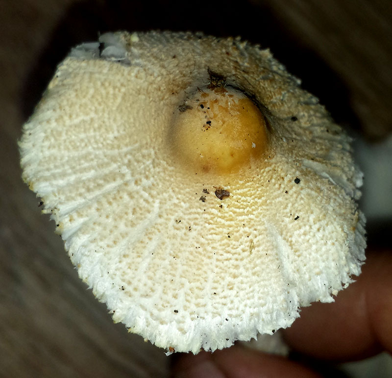 Lepiota ochraceosulfurescens #53993