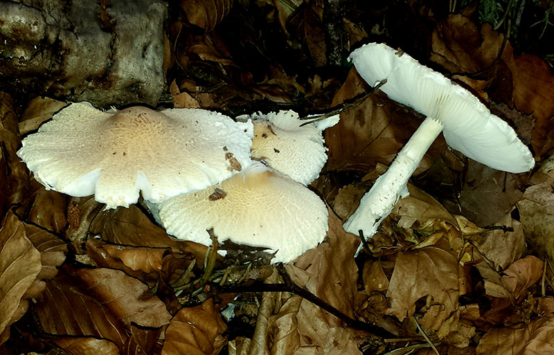 Lepiota ochraceosulfurescens #53991
