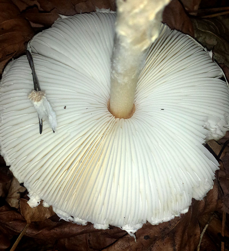 Lepiota ochraceosulfurescens #53994