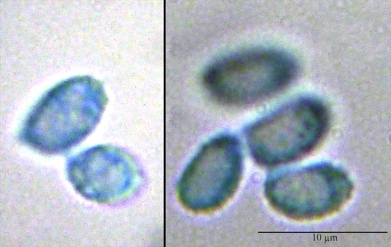 Lepista sordida #53382
