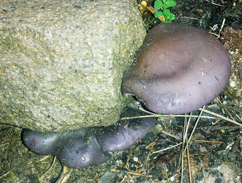 Lepista sordida #53376