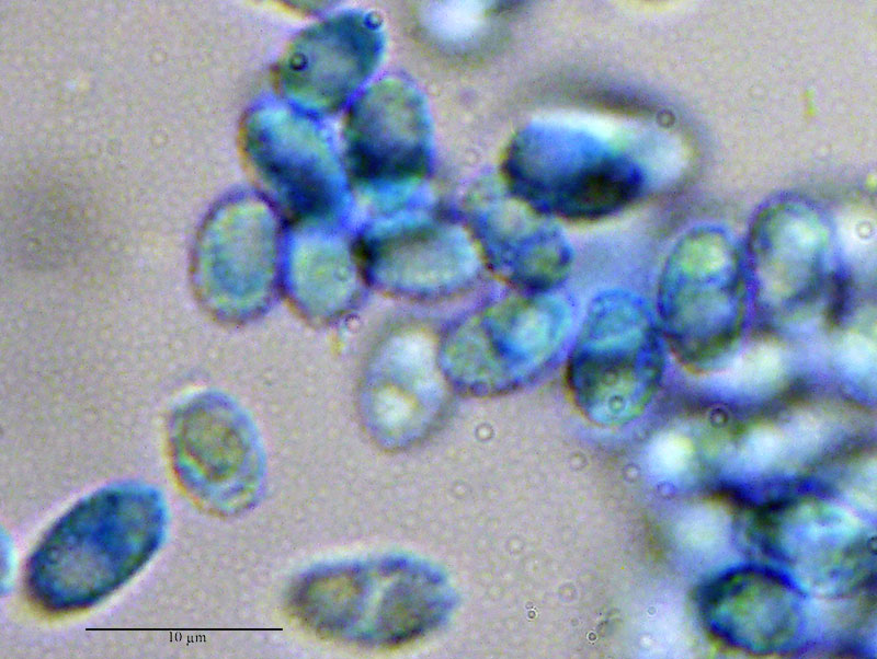 Lepista sordida #53380
